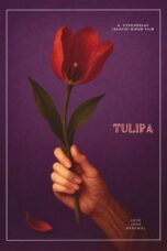 Tulipa