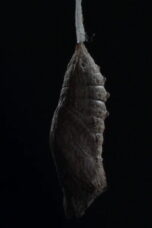 Ledena kraljica